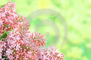 Background with branch of pink lilac