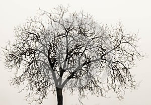 Background. branched tree without leaves with white background