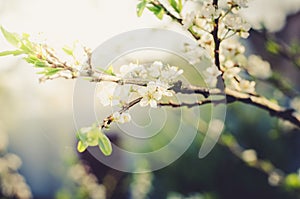Background from branches of apple trees with white flowers/Sunny day. Spring flowers. Beautiful Orchard. Springtime
