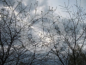 Background of the branches of cherries