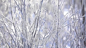 Background with Branches and Hoarfrost