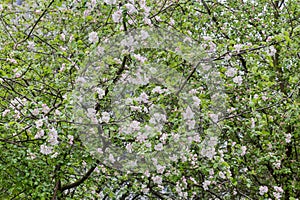 Background of branches of old blooming apple trees with flowers