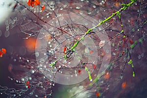 Background with branches and raindrops