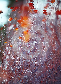 Background with branches and raindrops