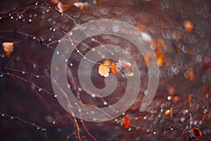 Background with branches and raindrops