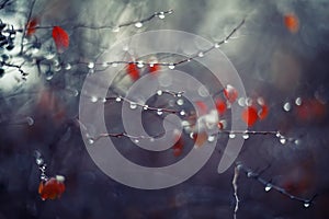 Background with branches and raindrops