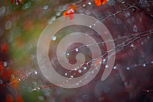 Background with branches and raindrops