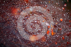 Background with branches and raindrops