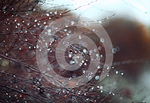 Background with branches and raindrops