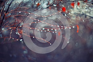 Background with branches and raindrops