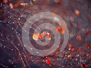 Background with branches and raindrops