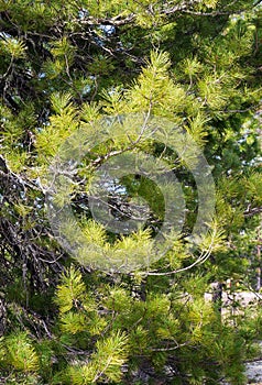 Background from the branches of Siberian cedar pine.