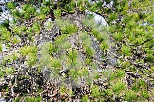 Background from the branches of Siberian cedar pine.