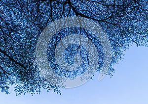 Background of the branches of trees against the blue sky