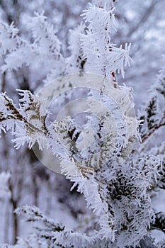 Background branchn Bush covered frost winter