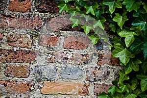 Background of a Brick Wall with Ivy