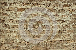 Background of a brick wall made of shell, the texture of porous stone from shells for the manufacture of building blocks