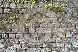 Background of a brick wall with moss and weeds