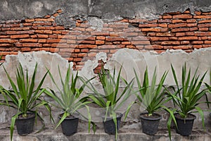 Background of brick wall texture