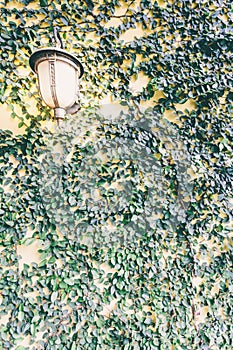 Background Brick wall with vine branches