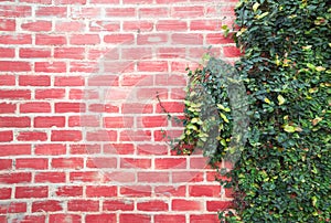 Background Brick wall with vine branches