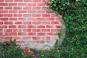 Background Brick wall with vine branches