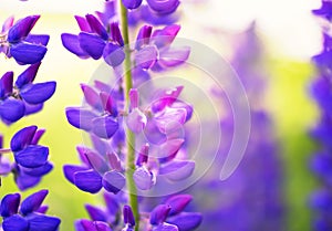 Background of bright beautiful blue lupine flowers grow in the s