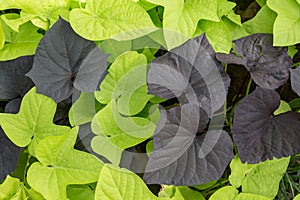 Background of bright green and dark purple leaves