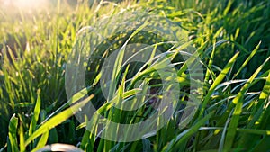 Background of bright green grass. Close up of sunlit lawn on a sunny day. Selective focus. Soft sunlight. Spring sunset