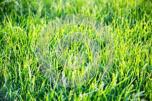 Background of bright green grass in the rays of the setting sun in spring. Selective focus.