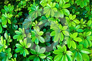 Background of bright green leaves.