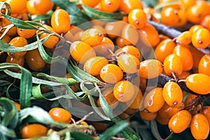 Background bright orange yellow sea buck thorn berries on the branch with green leaves Hippophae Rhamnoides. Healthy snack alter