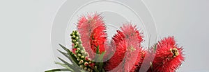 background of bright, red flowers, many fluffy flowers