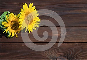 background of bright summer flower sunflower yellow on old wooden surface