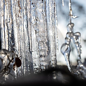 Background of bright transparent icicles in the sunlight