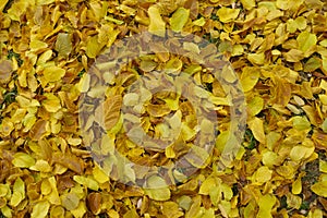 Background - bright yellow fallen leaves of mulberry covering the ground in November