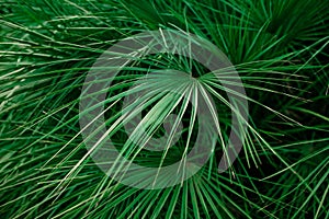 Background of bristly palm leaves with beautiful lines and texture