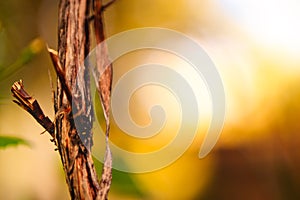 Background of a broken branch at sunset in the garden