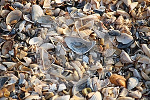 Background of broken seashell fragments on the sandy beach of Southern Ukraine.