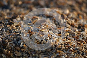 Background of broken seashell fragments on the sandy beach of Southern Ukraine.