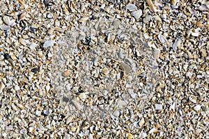 Background of broken seashells on the sea beach