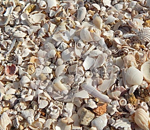 Background of broken shells beach theme