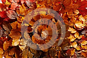 Background of bronzed autumn leaves