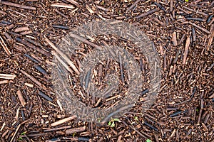 Background of brown dried branches and leaves of pricky wood weed scattered all over the ground.