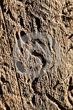 Background, brown, dust, macro, nature, old, pattern, putrid, shadow, texture, tree, wood, wooden