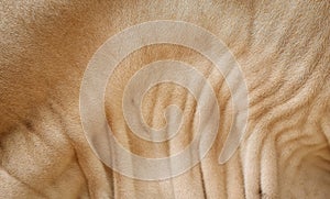 Background of brown fur and wrinkle pattern of American Brahman cow`s skin