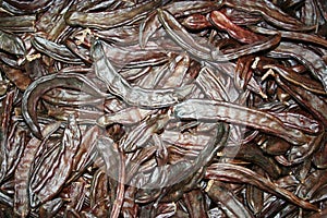 Background of brown locust for sale