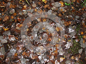 Background with a brown maple leaf lying on a carpet of fallen leaves