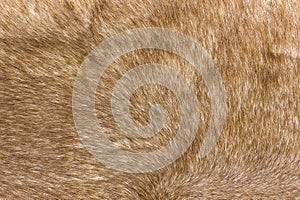 Background from brown red deerskin. The skin of a short-haired red artiodactyl.