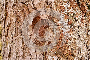 Background brown tree trunk texture
